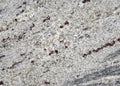 Kashmir White